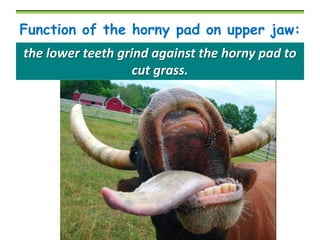 Function of the horny pad on upper jaw:
the lower teeth grind against the horny pad to
cut grass.

 