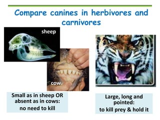 Compare canines in herbivores and
carnivores
sheep

cow

Small as in sheep OR
absent as in cows:
no need to kill

Large, long and
pointed:
to kill prey & hold it

 