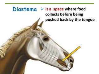 Diastema  is a space where food

collects before being
pushed back by the tongue

 