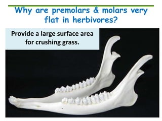 Why are premolars & molars very
flat in herbivores?
Provide a large surface area
for crushing grass.

 