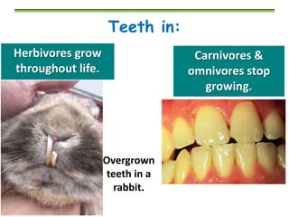 Teeth in:
Herbivores grow
throughout life.

Carnivores &
omnivores stop
growing.

Overgrown
teeth in a
rabbit.

 