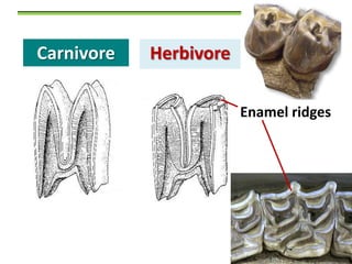 Carnivore

Herbivore
Enamel ridges

 