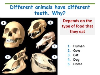 Different animals have different
teeth. Why?
Depends on the
type of food that
they eat

3

1

4

2

5

1.
2.
3.
4.
5.

Human
Cow
Cat
Dog
Horse

 