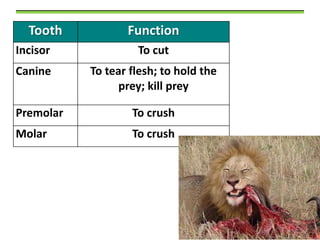 Tooth

Function

Incisor

To cut

Canine

To tear flesh; to hold the
prey; kill prey

Premolar

To crush

Molar

To crush

 