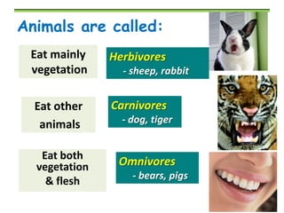 Animals are called:
Eat mainly
vegetation

Herbivores

Eat other
animals

Carnivores

Eat both
vegetation
& flesh

- sheep, rabbit

- dog, tiger

Omnivores
- bears, pigs

 