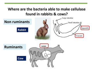 Where are the bacteria able to make cellulase
found in rabbits & cows?
Non ruminants
Rabbit

Ruminants
Cow

 