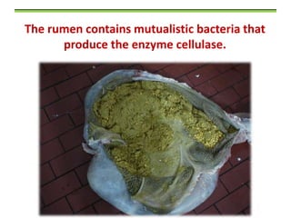 The rumen contains mutualistic bacteria that
produce the enzyme cellulase.

 