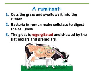 A ruminant:
1. Cuts the grass and swallows it into the
rumen.
2. Bacteria in rumen make cellulase to digest
the cellulose.
3. The grass is regurgitated and chewed by the
flat molars and premolars.

 