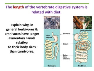 The length of the vertebrate digestive system is
related with diet.
Explain why, in
general herbivores &
omnivores have longer
alimentary canals
relative
to their body sizes
than carnivores.

 