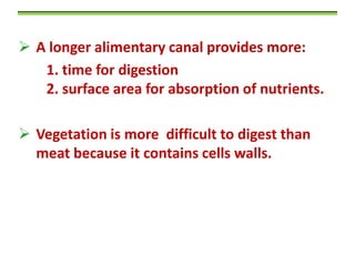  A longer alimentary canal provides more:
1. time for digestion
2. surface area for absorption of nutrients.
 Vegetation is more difficult to digest than
meat because it contains cells walls.

 