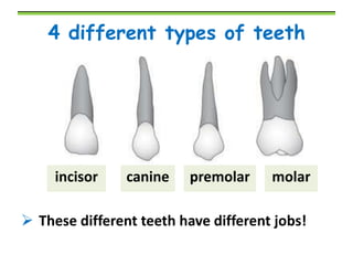 4 different types of teeth

incisor

canine

premolar

molar

 These different teeth have different jobs!

 