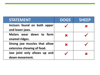 STATEMENT
Incisors found on both upper
and lower jaws.
Molars wear down to form
enamel ridges.
Strong jaw muscles that allow
extensive chewing of food.
Jaw joint only allows up and
down movement.

DOGS

SHEEP

















 