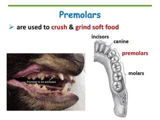 Premolars
 are used to crush & grind soft food

premolars

 