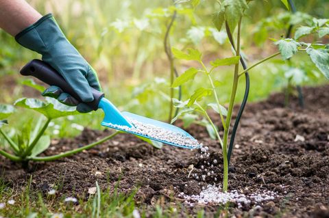 Landwirt gibt granulierten Dünger auf junge Tomatenpflanzen