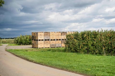 Dunkle Wolken über deutschen Apfelfarmen: Die diesjährige Ernte ist die schlechteste seit 2017