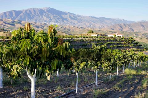 Ernte in Spanien: Mangoplantage in Andalusien