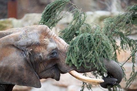 Ein Elefant steht im Zoo in seinem Gehege und frisst die Reste eines Weihnachtsbaums.