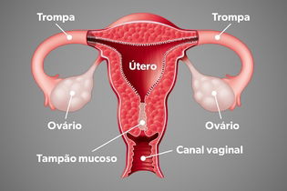 Imagem ilustrativa do artigo Tampão mucoso: o que é, como identificar e o que fazer quando sai
