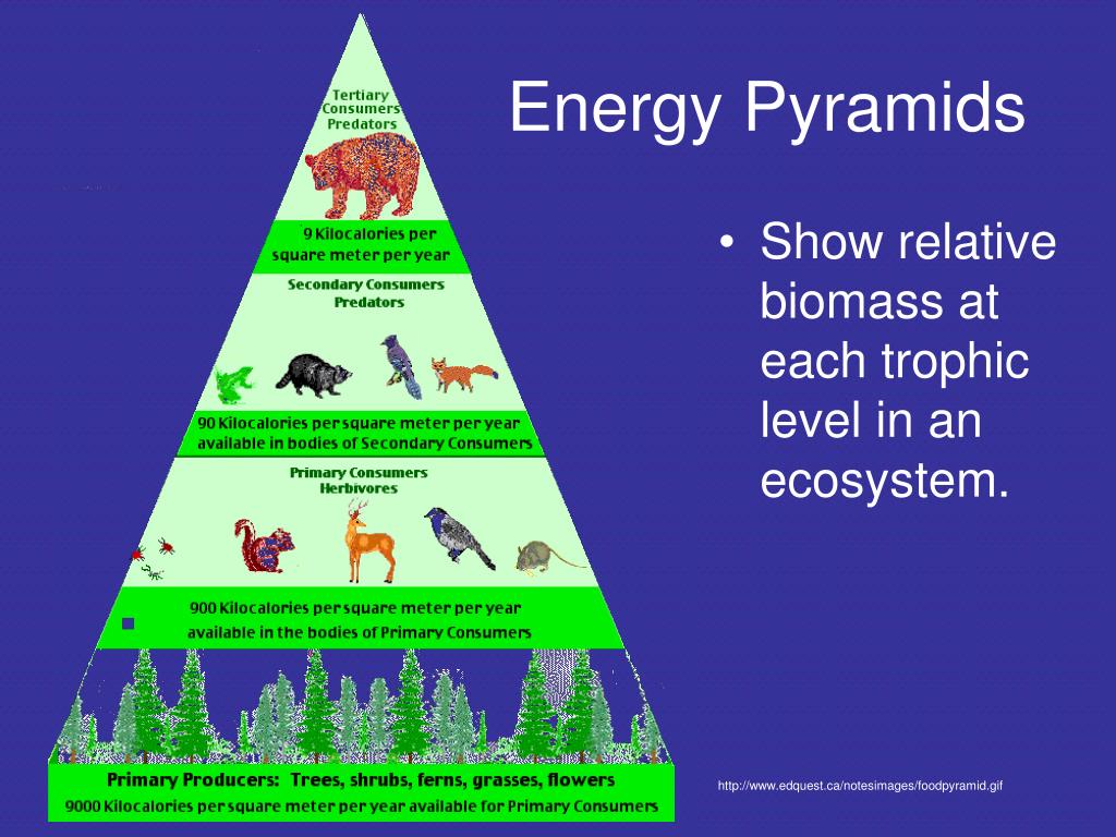 PPT Food Webs & Energy Pyramids PowerPoint Presentation