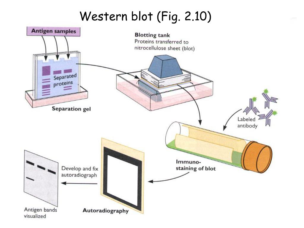 PPT - Lecture 4: Physical characterization of Viruses PowerPoint ...