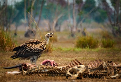 La desaparición en curso de muchas especies carroñeras empieza a provocar problemas de salud ambiental y pública por la falta de animales que retiren la carroña. En la imagen un buitre leonado en una reserva de Tailandia.