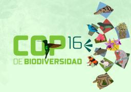 Share especial COP16