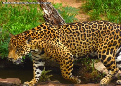 El jaguar es una especie casi amenazada a la extinción que no representa una amenaza para el ser humano.