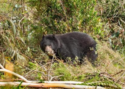 Oso andino, conocido como jardinero del bosque.