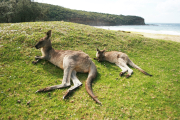 ¿Por qué solo hay canguros en Australia?