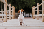 Los cachorros pueden entender los gestos humanos y aprender el significado de nuestras palabras.