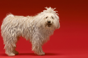 Perro de raza komondor con pelo característico en rastas