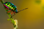 Los insectos más peligrosos del mundo