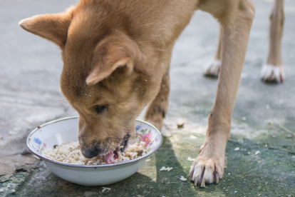 Los hombres prehistóricos preparaban la comida de sus perros