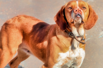 Los perros de esta raza tienen dos narices