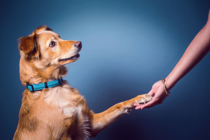 Por qué es importante saber si nuestra mascota es zurda