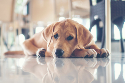 Cachorro de golden retriever