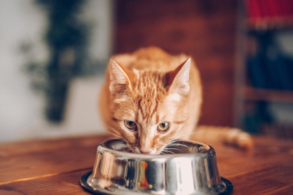 El gato es un carnívoro estricto.