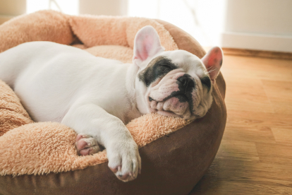 Bulldog dormido en la cama