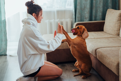 La conexión entre la creatividad y el bienestar de los perros, según la ciencia