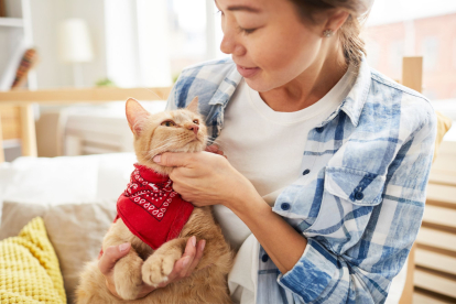 Los gatos podrían superar a los perros en habilidades cognitivas