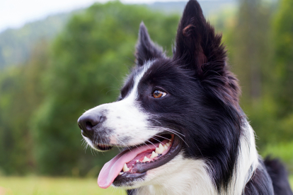 El único factor que parecía influir en el tamaño del cerebro de los perros modernos era tener genes más diferentes de los del lobo.