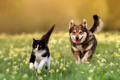 Perro corriendo detrás de un gato