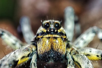 Araña lobo Lycosa hispanica