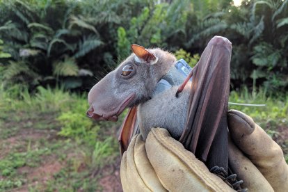 Vive en los bosques de tierras bajas de África occidental y central