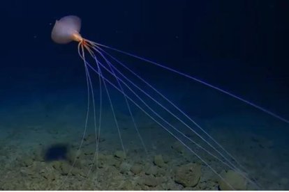 Calamar de aleta grande (Magnapinna). Fuente: Centro de Investigación de las Profundidades Marinas, Universidad de Australia Occidental