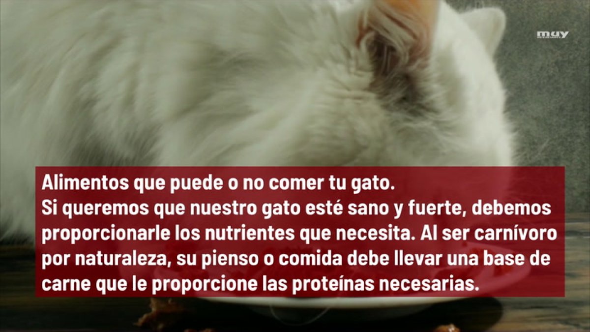 Alimentos que puede o no comer tu gato