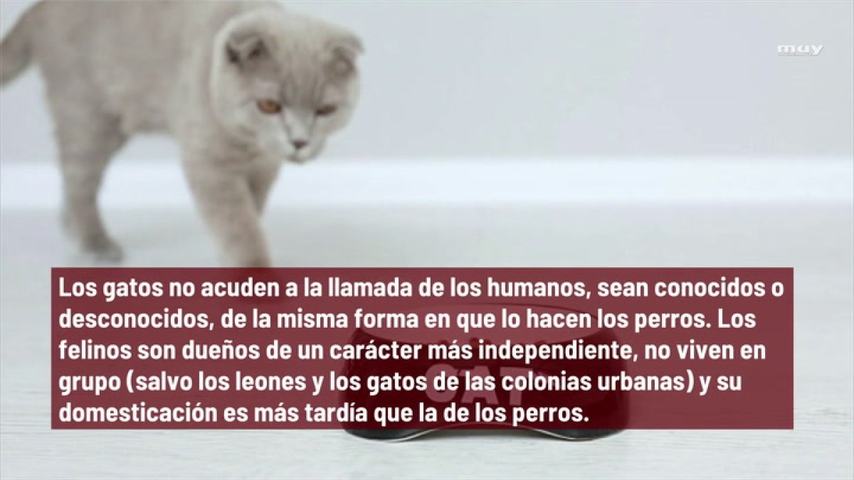 Cómo llamar a un gato y lograr que te haga caso, según la ciencia