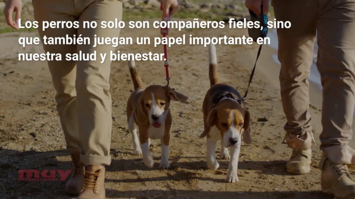 Los perros también pueden cuidar de nuestra salud (David Ordóñez)