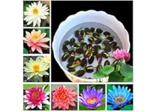 All Season Lotus Flower 15 Seeds/Pack Mixed Color Flower Plants Seeds (Without Bowl)