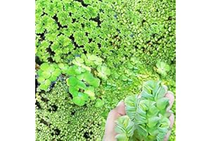 Mixed Water Plants Live Aquatic Plants | Water Lettuce, Duckweed, Watermoss| Floating Plants for Aquarium, Ponds, and Fish Ta